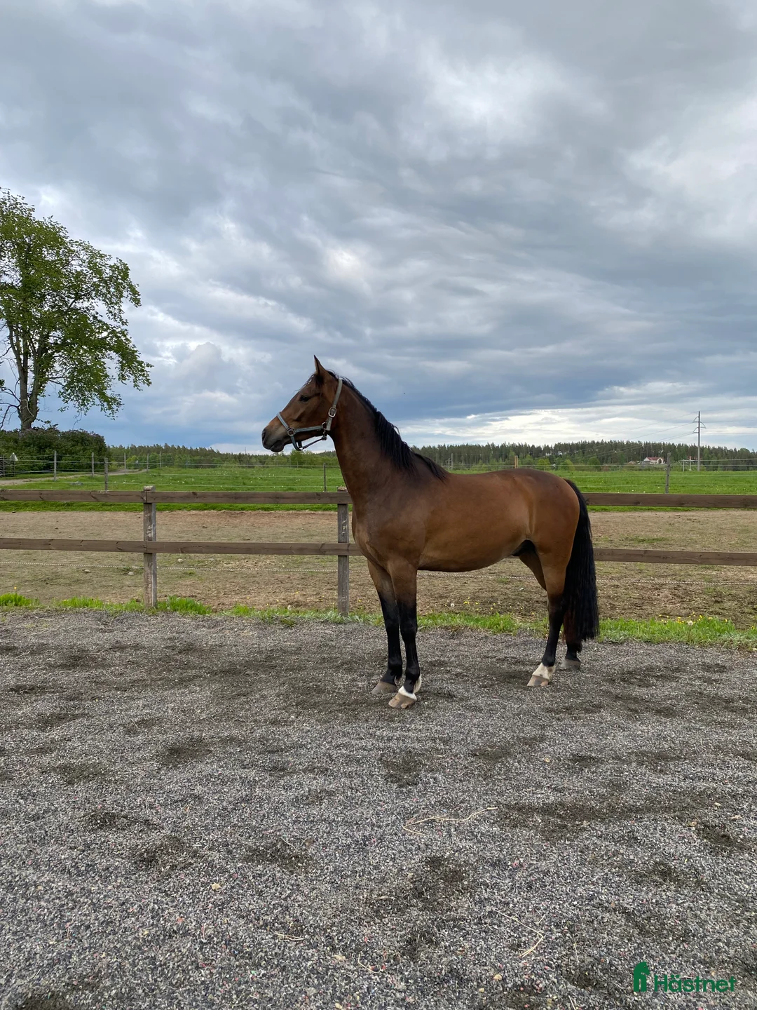Hoppning hästar till salu: Din framtida stjärna? - Annons 3