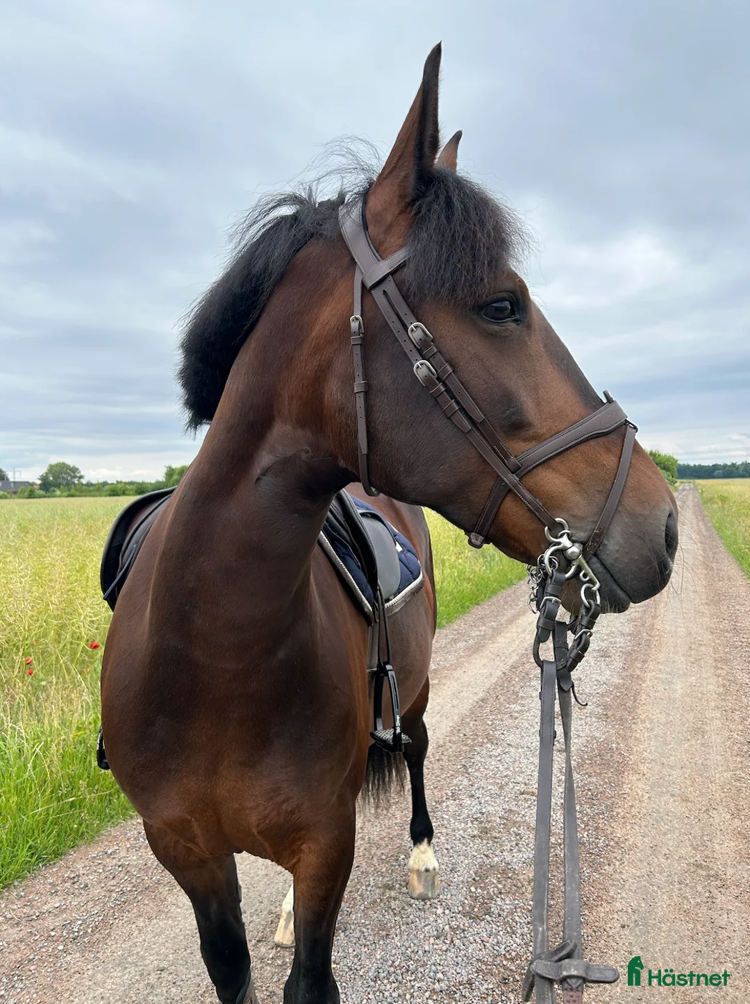 Allround hästar till salu: Charmigt D-ponny Sto i Helsingborg - Annons 1