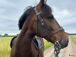 hästar Charmigt D-ponny Sto - Annons 1