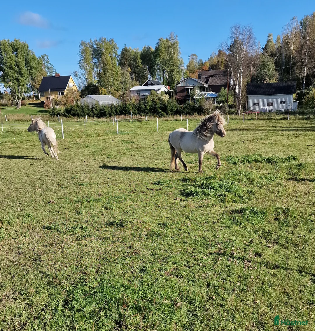 Island hästar till salu: Silvervitblackt Fyrgångssto med fint temperament  i Storvik - Annons 3