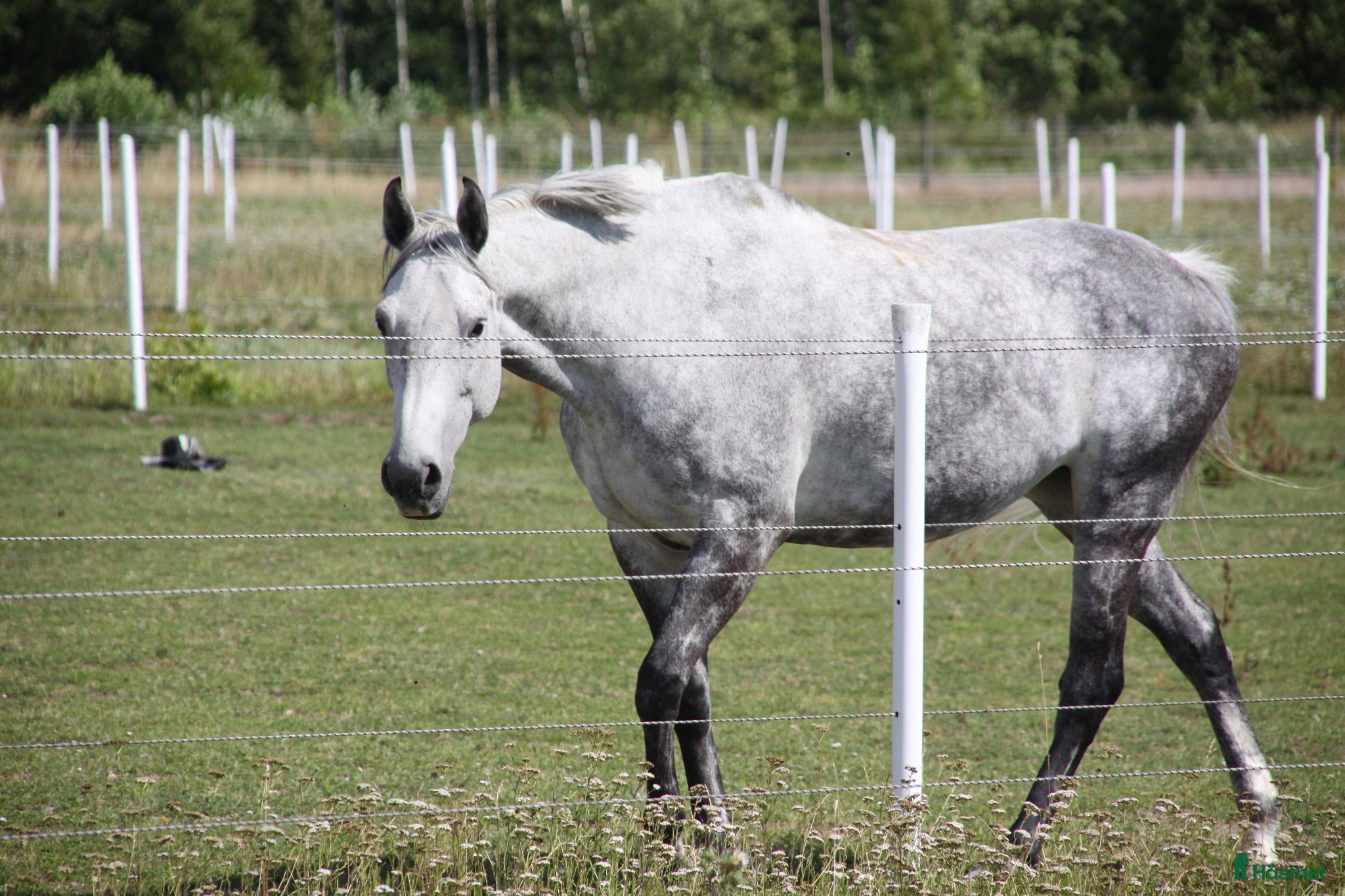  hästar Superfint SWB sto med kapacitet - Annons 2