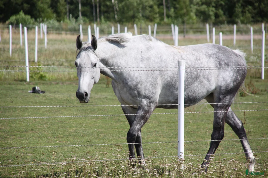 Hoppning hästar till salu: Superfint SWB sto med kapacitet - Annons 2