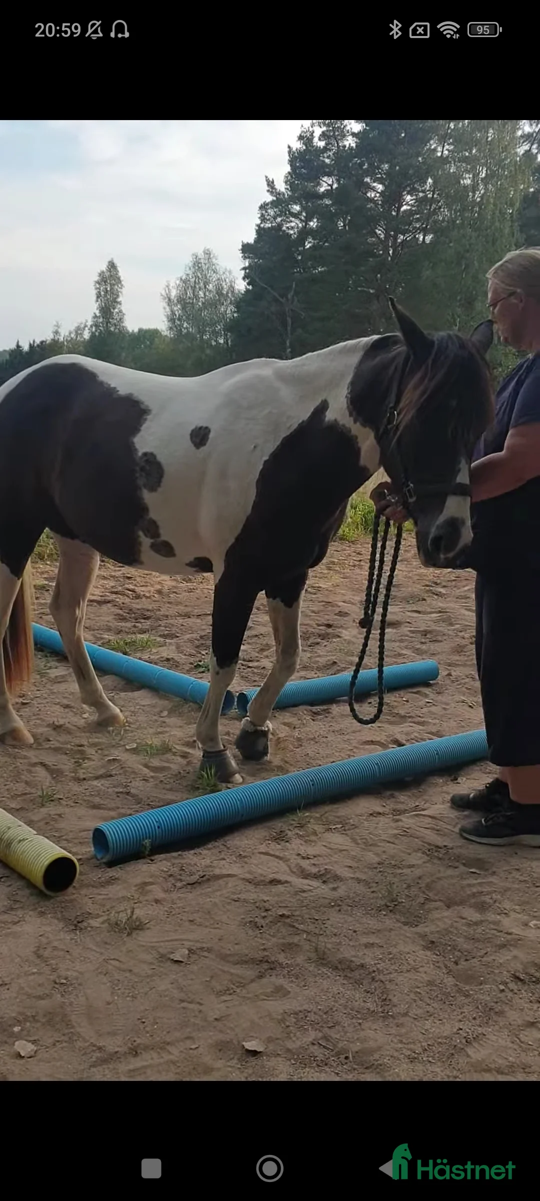 Allround hästar till salu: 5 årig paint mix med ett fantastiskt temperament ⭐ i Brottby - Annons 10