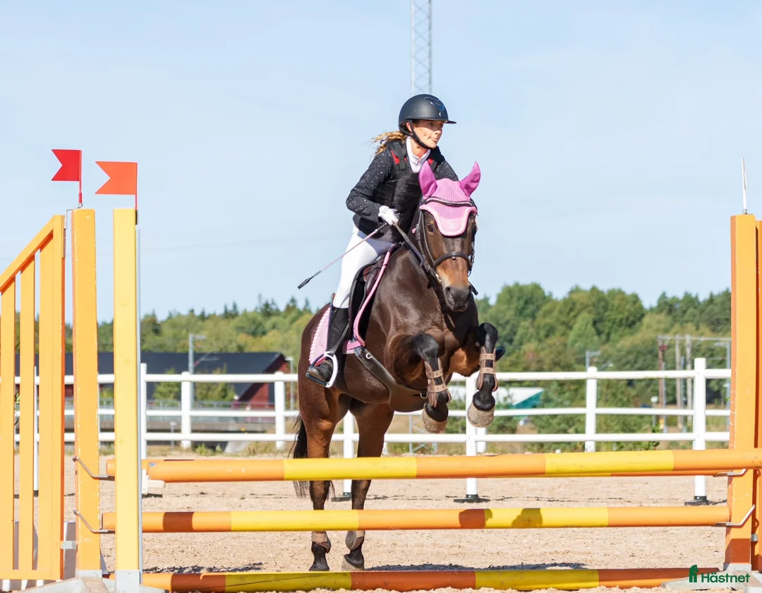 Allround hästar till salu: Charmig familjeponny söker kärleksfullt hem - Annons 4