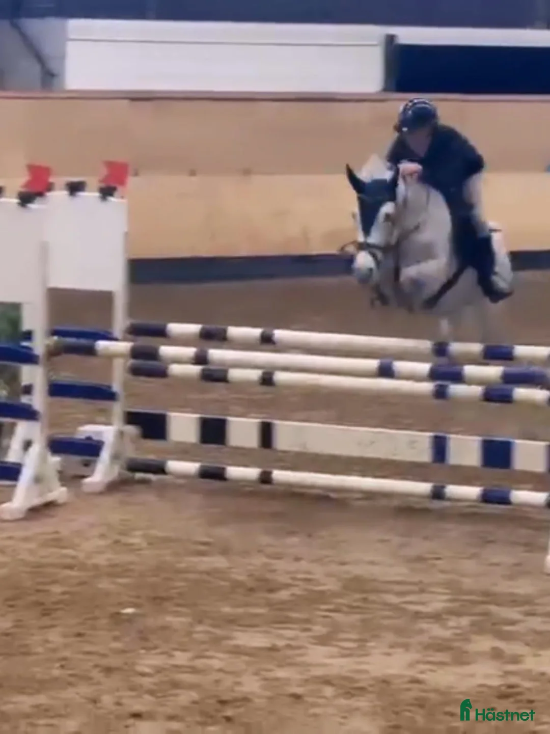 Hoppning hästar till salu: En unik maxad c-ponny! ✨️ - Annons 2