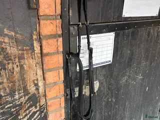 Övrig Hästutrustning hästutrustning Säljes förbygel från jacson - Annons 15