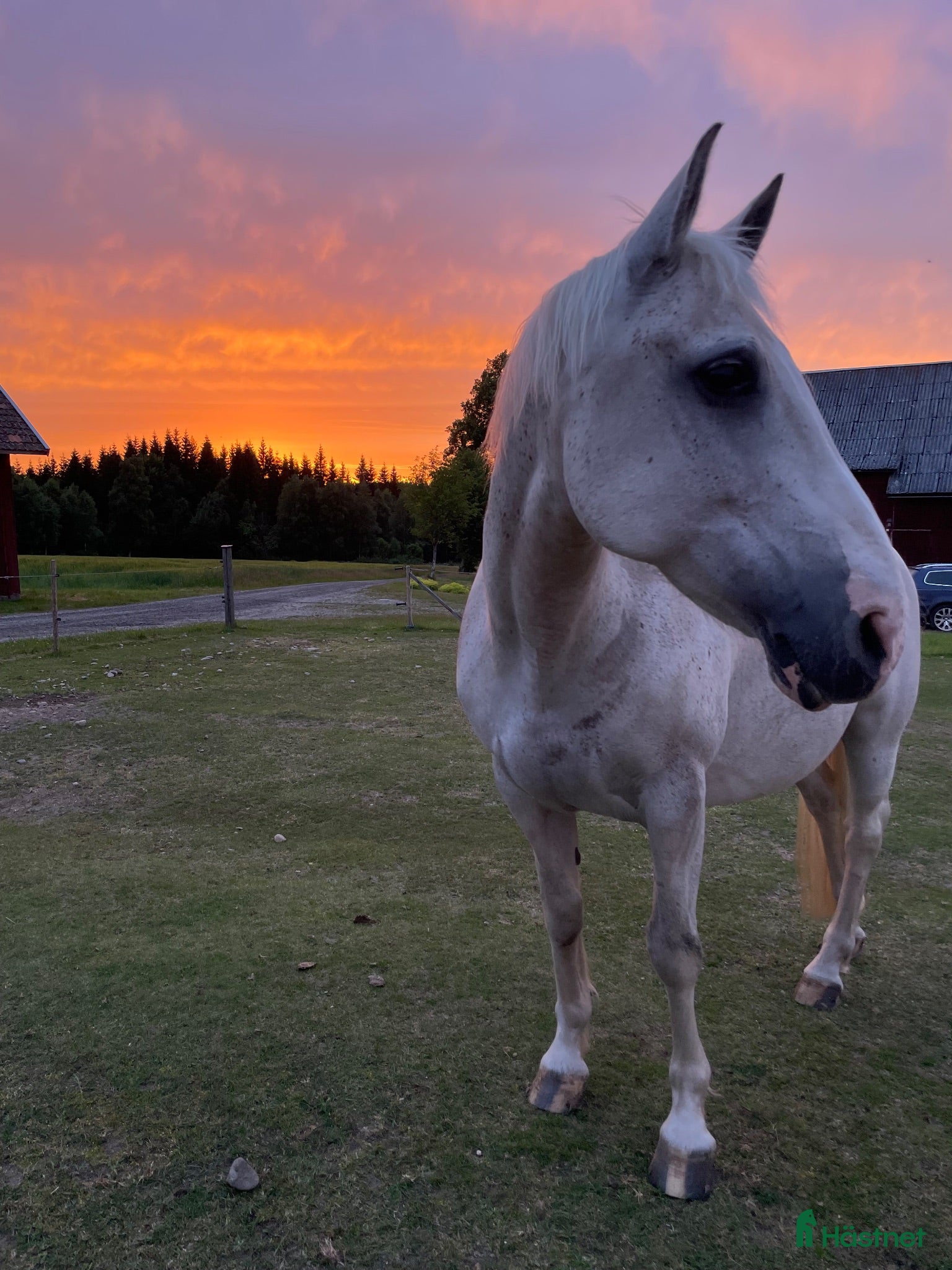  hästar Ponny med ett hjärta av guld - Annons 2