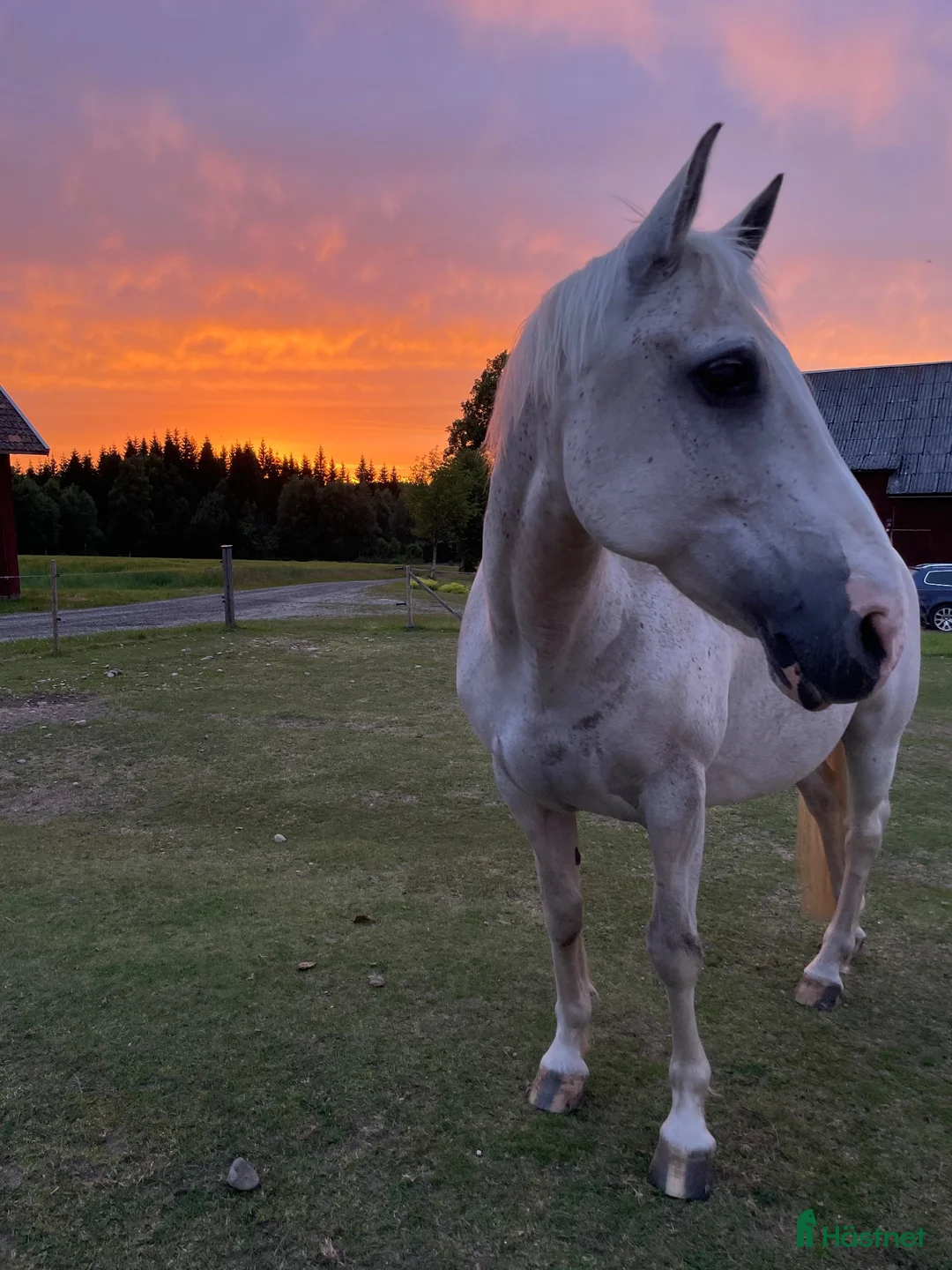 Western hästar till salu: Ponny med ett hjärta av guld - Annons 1