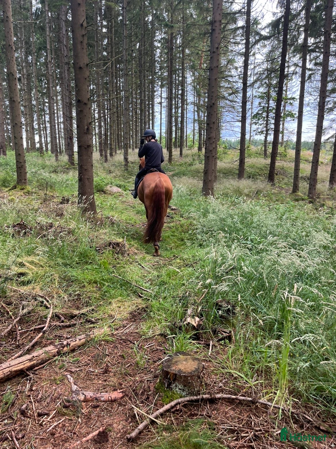  hästar Foderhäst sökes - Annons 23