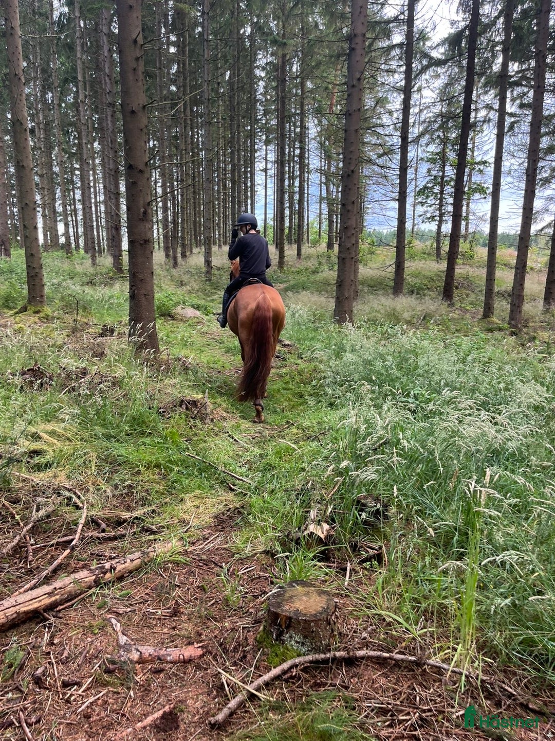 Allround hästar sökes: Foderhäst sökes i Varberg - Annons 1