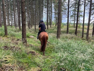 hästar Foderhäst sökes i Varberg - Annons 23