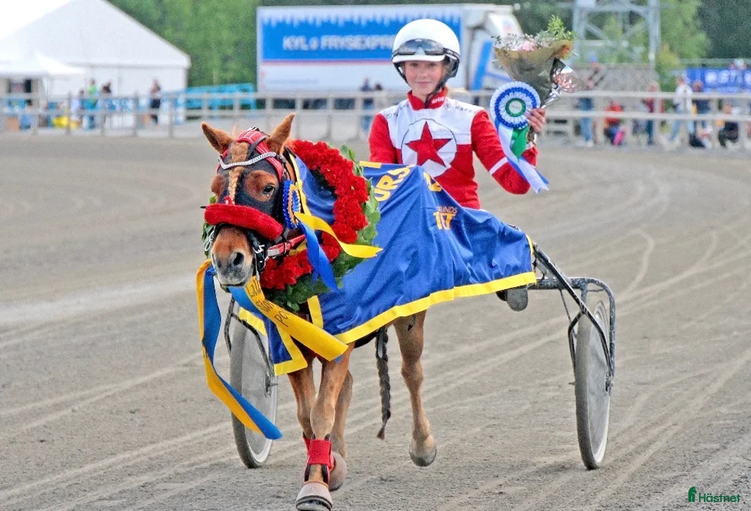 Trav hästar till salu: Olaf - fartfylld och charmig ponnytravare - Annons 2