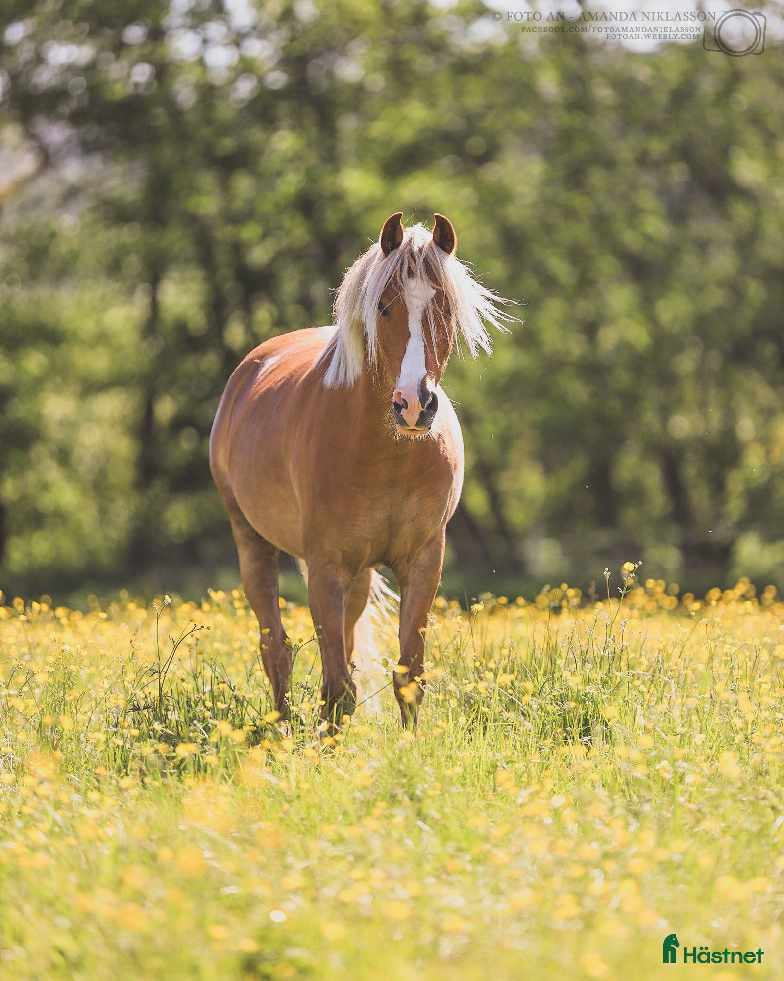  hästar Lovande ponny för hoppning/dressyr!  - Annons 18