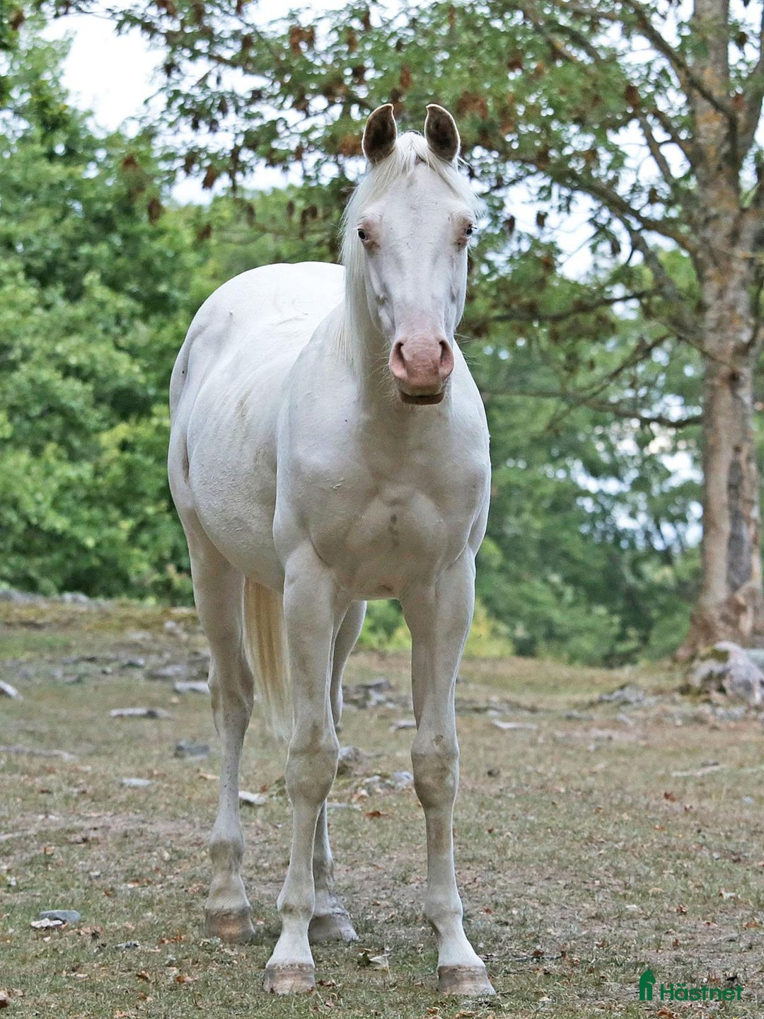 Western hästar till salu: Höstrea på Kungsvikstorp i Åtvidaberg - Annons 12