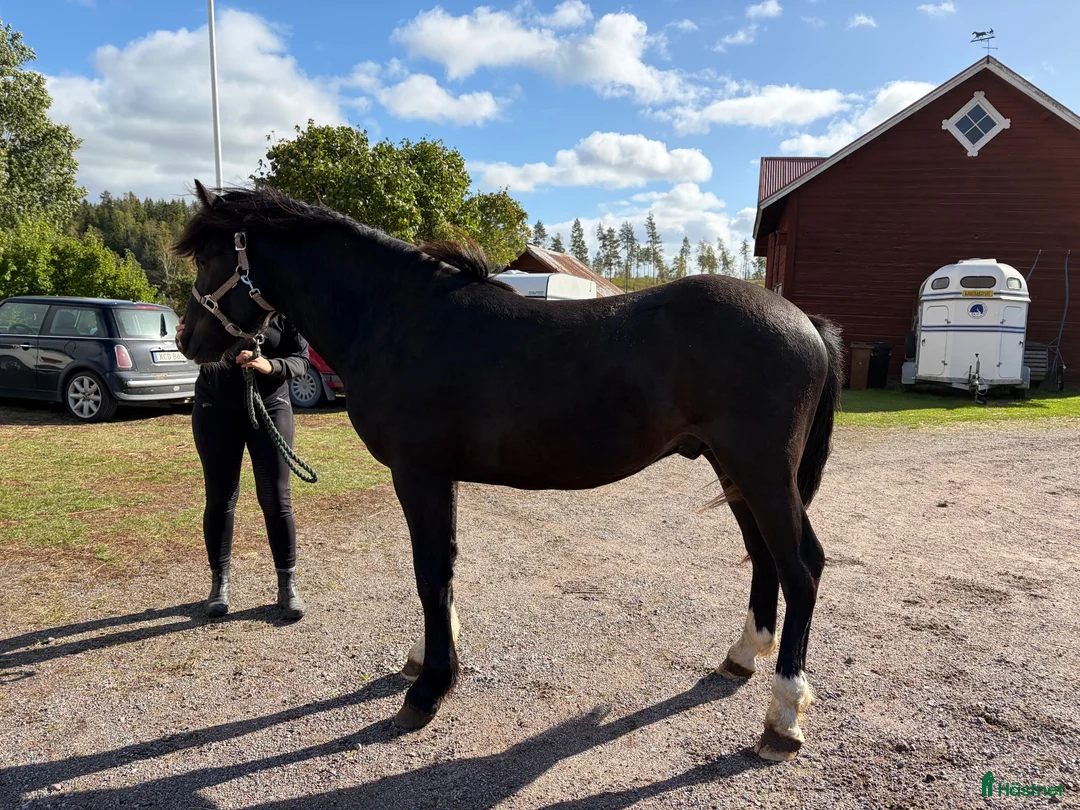 Trav hästar till salu: Snygg 1-åring  i Borlänge - Annons 4