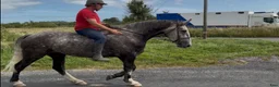 Allround hästar till salu: Irish Draught gelding 168cm - Annons 21