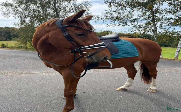  hästar i Hässleholm - Annons 15