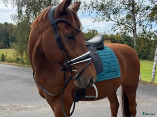 hästar i Hässleholm - Annons 23