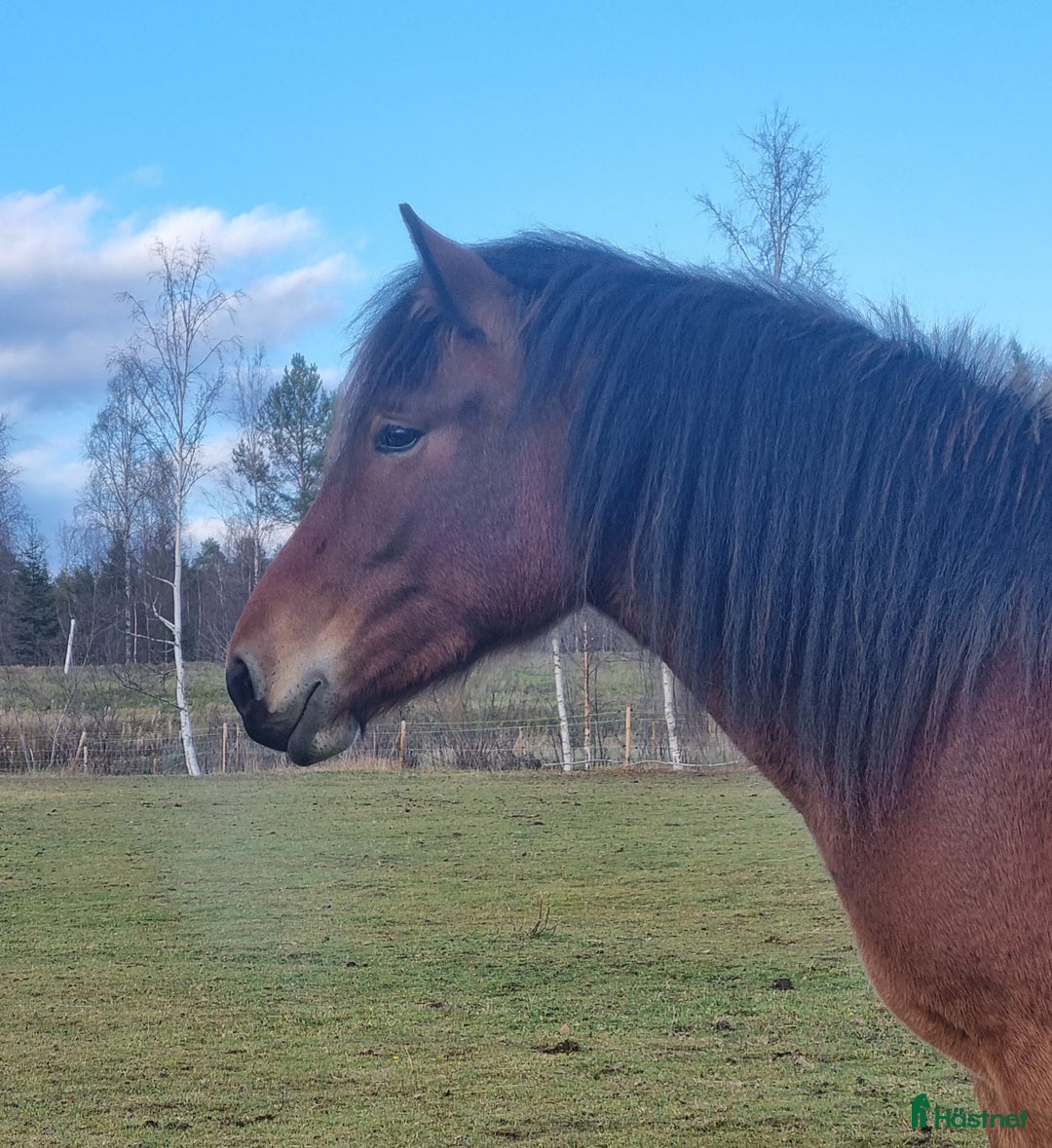 Allround hästar till salu: Bruksnordsvensk i Vikarbyn - Bild 1