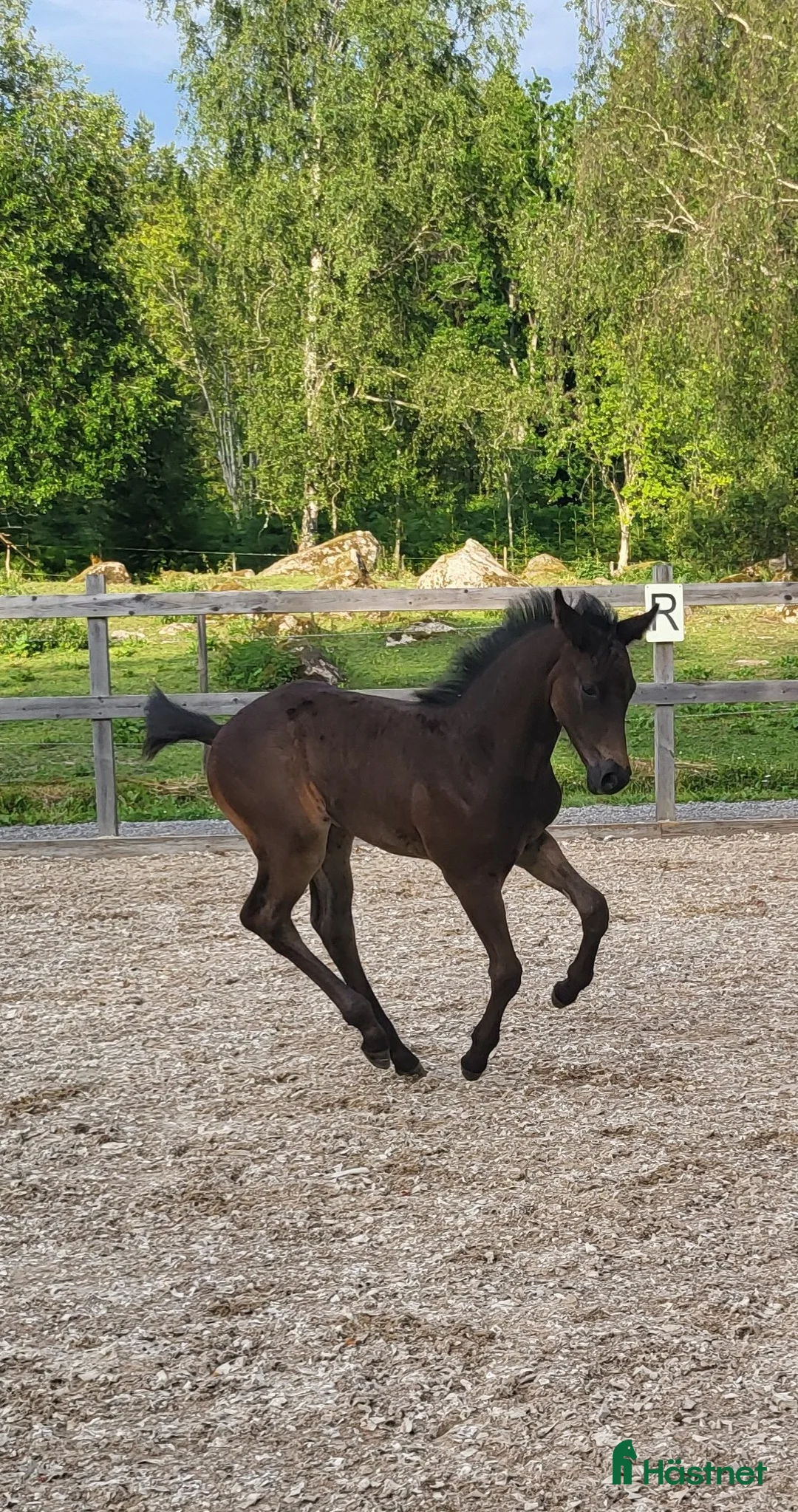 Hoppning hästar till salu: Vackert hingstföl efter Mr Vain  - Annons 4