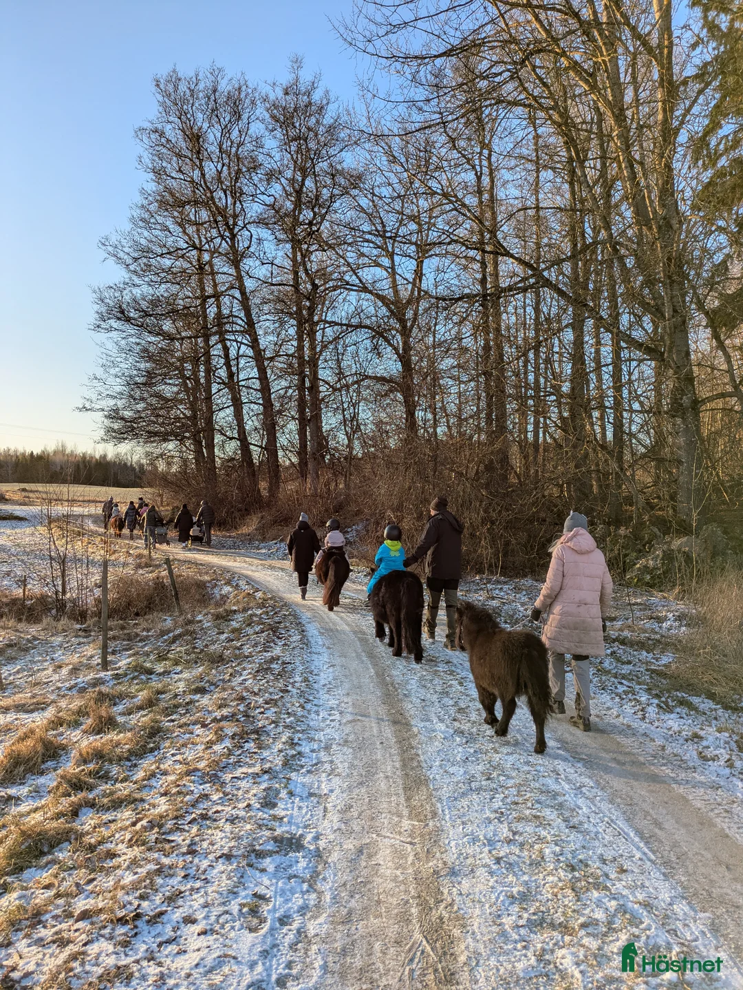 Allround hästar till salu: MYCKET socialt hingstföl - Annons 3