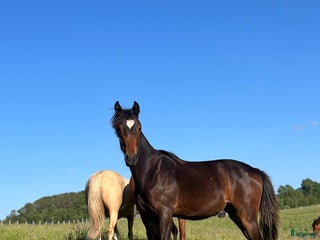 hästar Blivande elit ponny i Laholm - Annons 2