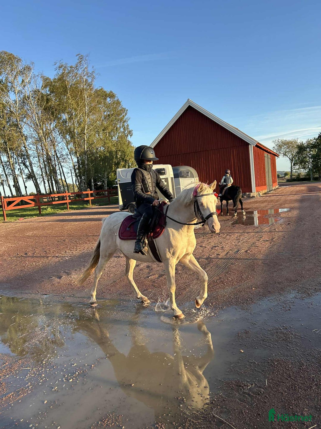 Allround hästar till salu: Supertrevligt cremello-sto!  i Broby - Annons 1