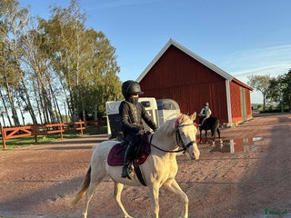 hästar Supertrevligt cremello-sto! i Broby - Annons 3
