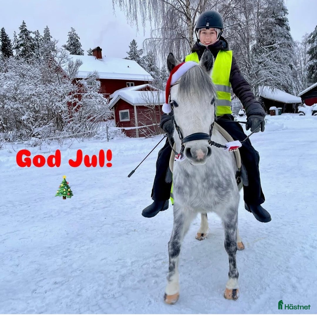 Allround hästar till salu: Underbar familjeponny i Boliden - Annons 4