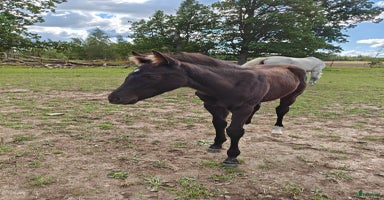  hästar i Klockrike - Annons 1