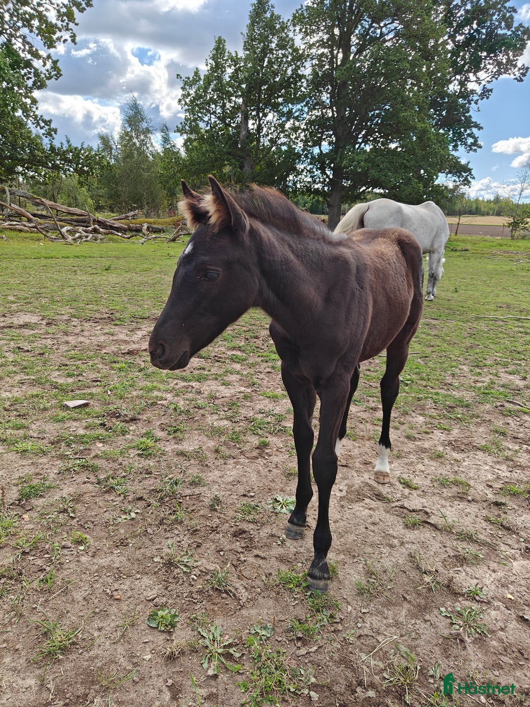 Allround hästar till salu: Socialt hingstföl med dressyr- och hoppstam i Klockrike - Annons 2