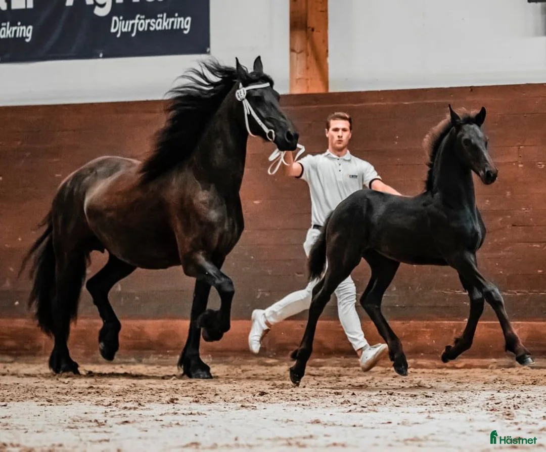 Allround hästar till salu: Sirius en lyxig drömhäst - Annons 7