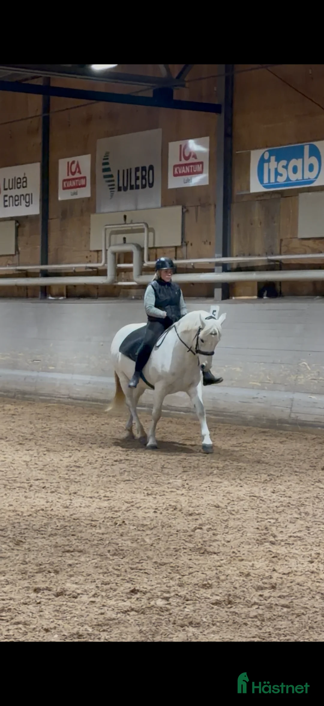Allround hästar till salu: Välriden och charmig maxad D-ponny  - Annons 3