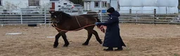 Allround hästar till salu: Olle, Allas favorit!  - Annons 8
