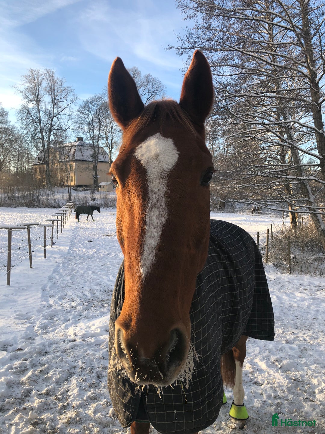  stallplats finnes: Ledig boxplats Ågesta - Farsta i Farsta - Annons 3