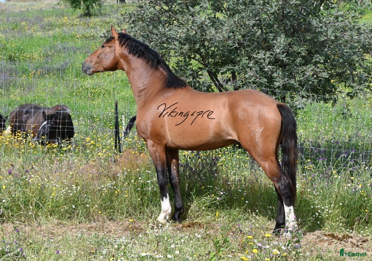  hästar Liten fin gångarts PRE kille i Guadarrama - Annons 2