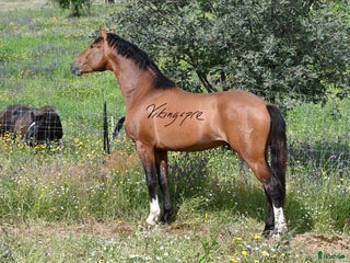 hästar Liten fin gångarts PRE kille i Guadarrama - Annons 11