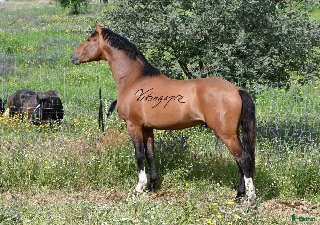 Dressyr hästar till salu: Liten fin gångarts PRE kille - Annons 1