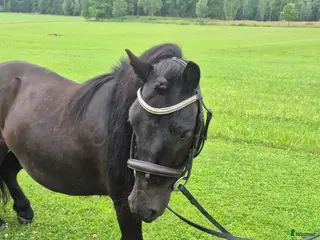 hästar Trevlig shettisvalack 5 år - Annons 2