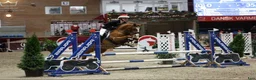 Allround hästar till salu: Super allround pony til salg - Annons 4