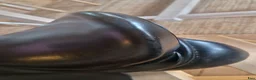 Sadlar hästutrustning till salu: Morris & Nolan dressyrsadel 16 tum - Xxw - Annons 6