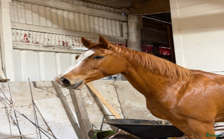  hästar Unghäst för framtida sport och avel i Åtvidaberg - Annons 12