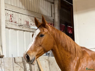hästar Unghäst för framtida sport och avel i Åtvidaberg - Annons 10