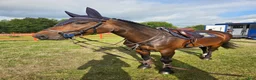 Hoppning hästar till salu: Välhoppande sto  - Annons 1