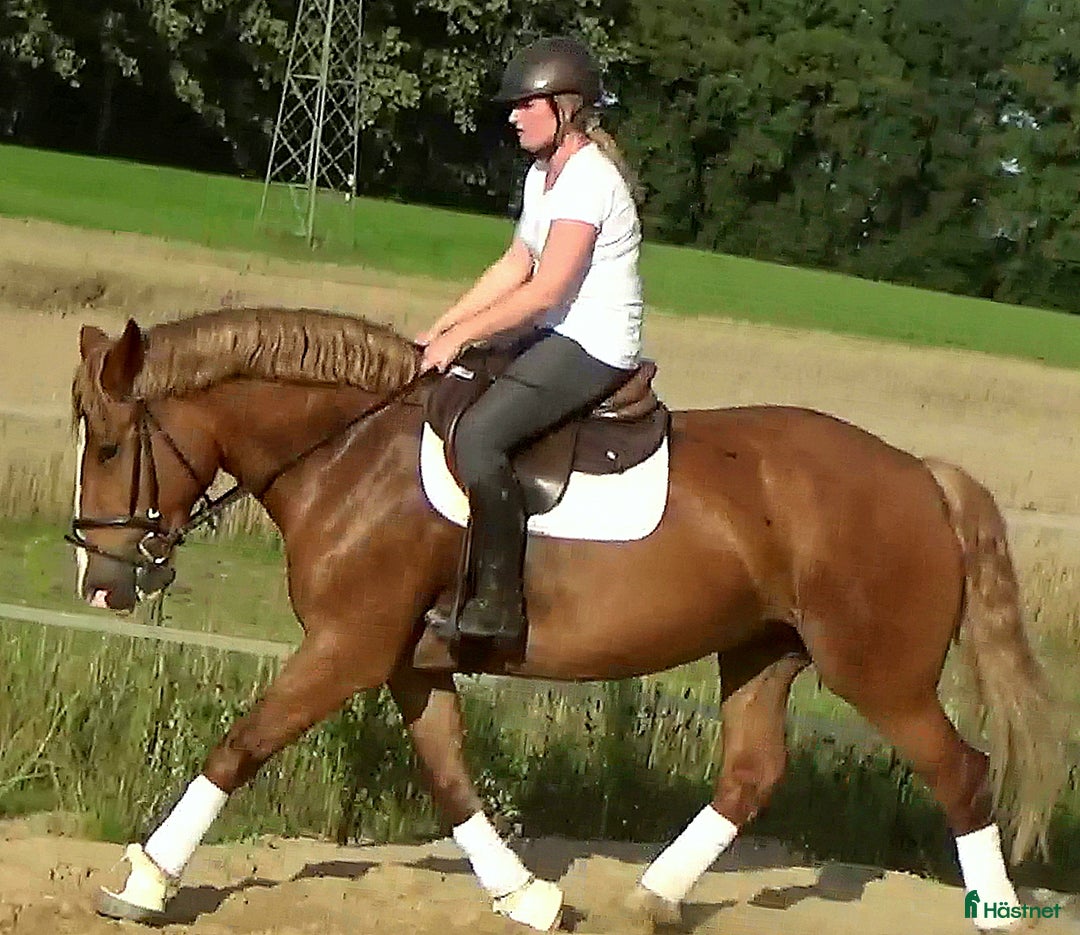 Allround hästar till salu: Fantastic bombproof Princess i Örsundsbro - Annons 4