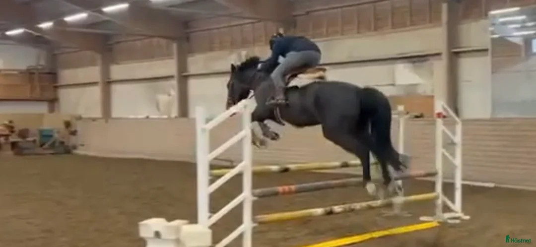 Hoppning hästar till salu: 5 åring e Orestus  - Annons 3