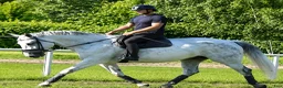 Allround hästar till salu: Magic Silesian - perfect horse for everybody - Annons 3