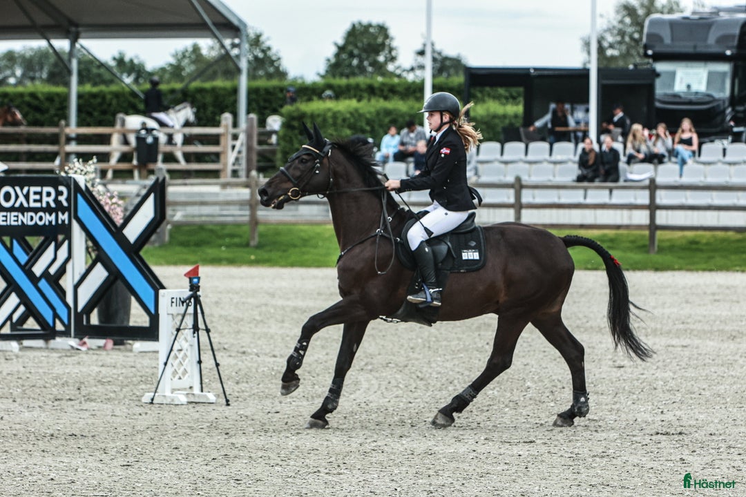 Hoppning hästar sökes: Søker makset D-ponni i Strömstad - Annons 1