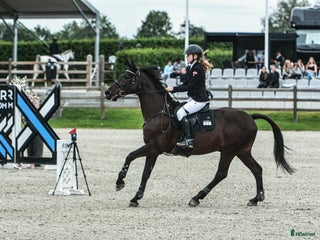 hästar Søker makset D-ponni i Strömstad - Annons 10