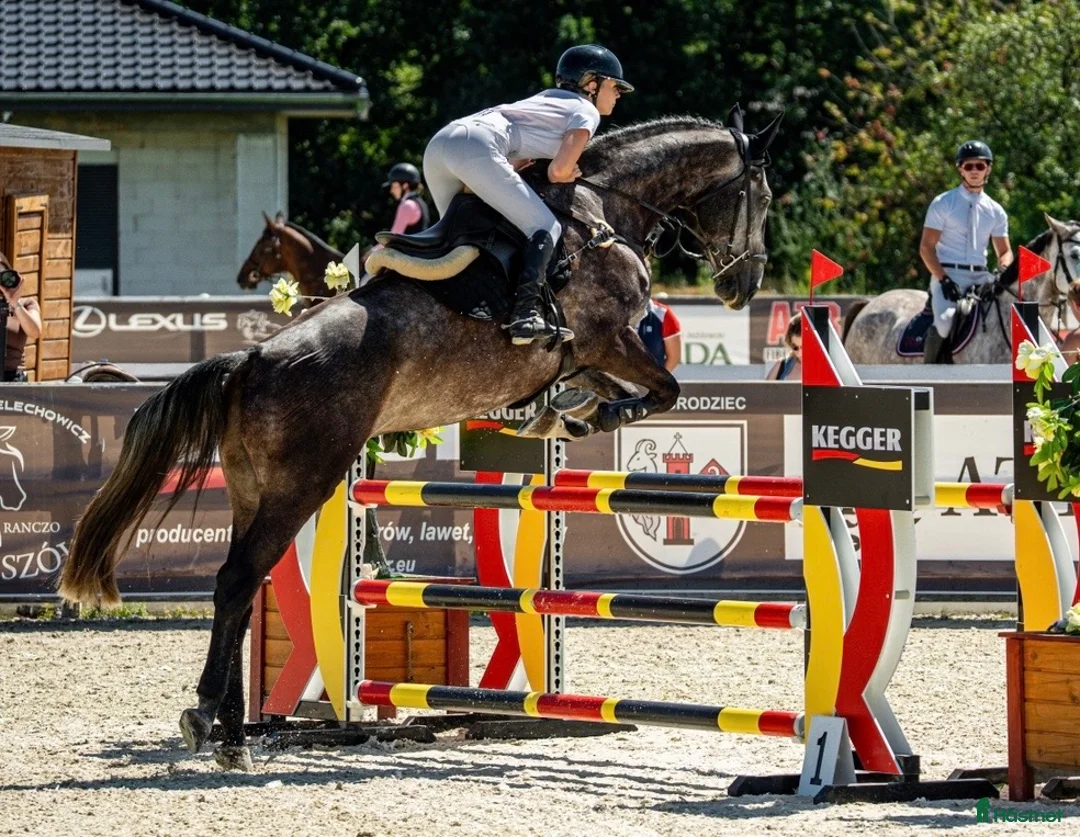 Hoppning hästar till salu: 🌟 Exceptionell 5-årig sporthäst till salu ⭐️ - Annons 2